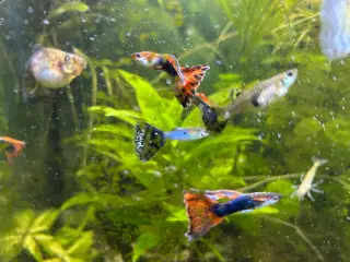 Guppy voksne