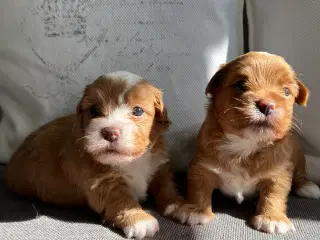 Smukke Røde & Abrikos