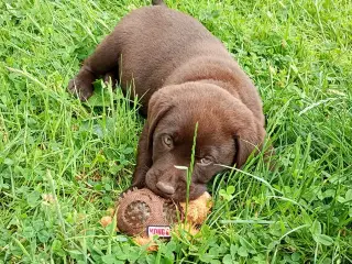 Brune Labrador-hvalpe med DKK-stambog