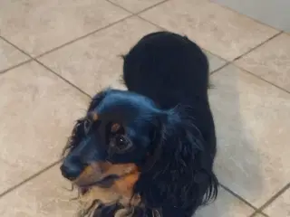 Langhåret gravhundehvalpe