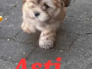 Hava-Apso