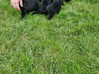 Hundehvalpe springer/labrador blanding 