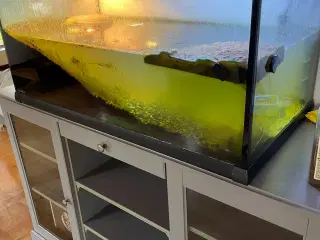 Sump skildpadder