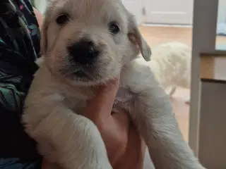 Golden retriever han hvalp. "Hannibal"