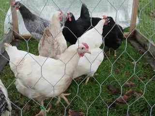 Kyllinghøns til salg 