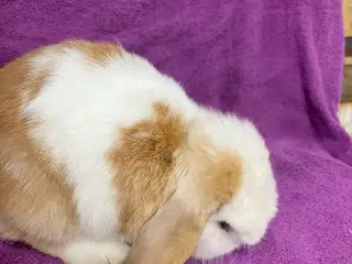 Mini lop