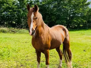 OX Araber Hingst 