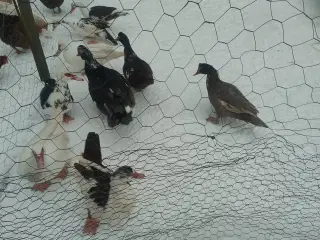 Moskus ænder sælges 