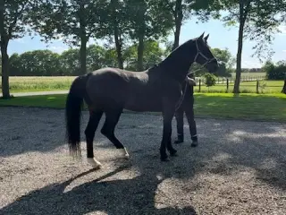 bedækning oldenborg hingst