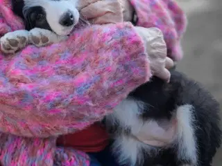 Border Collie hvalpe. Stueopdræt