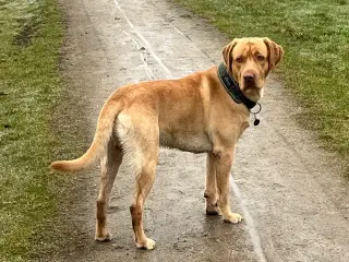 Parring af gul/rød labrador tilbydes 