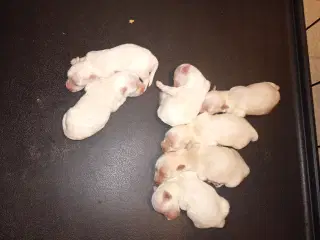 Havanais/malteser hvalpe