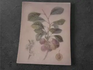 Elegante papirark med detaljeret blommeillustratio