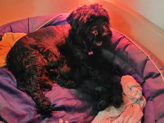 Hundehvalpe Mellem Schnauzer 