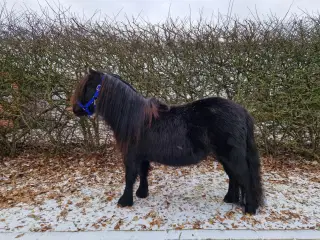 Shetlandshoppe, 4 år 