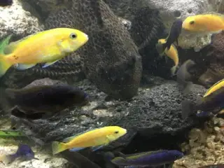 2stk fuldvoksne golden species.