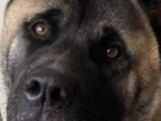 Amerikansk Akita
