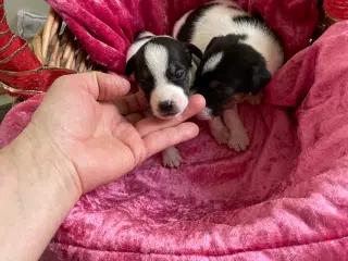 Dansk/svensk gårdhunde hvalpe