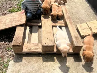 Gule labrador hvalpe søger nyt hjem