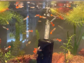 Platinium red blue guppy renstammet