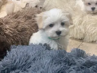 Maltipoo babyer er rejseklar nu !