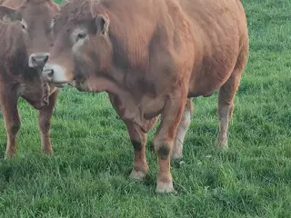 Limousine Besætning 