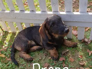 Gravhunde Ruhåret