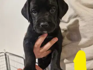 Dejlige familie blandings basser