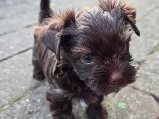 Yorkshire terrier colored 