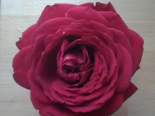 Gustavsberg design samarbejde hvid form