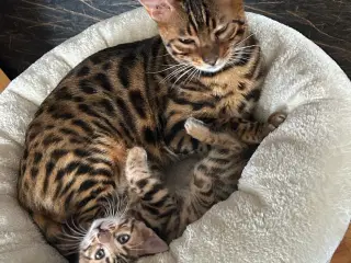 Bengal Kitten 