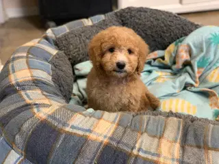 Mini Golden Doodle rejse klar nu