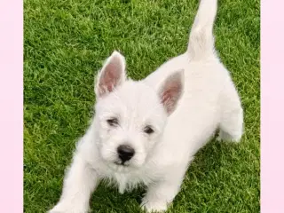 Westie hvalpe rejse klar 