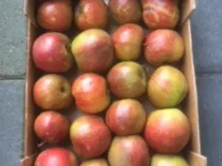 Madæbler . Belle de boskoop