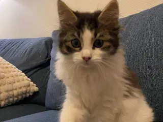 Polydactyl Maine coon killinger