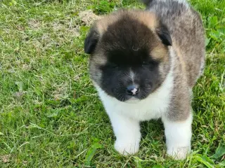 Hundehvalpe Akita American 