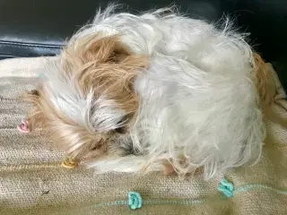 Jack russell/malteser voksen tæve
