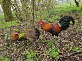 Rugæg, Dansk Landrace 