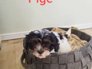 COTON DE TULAER HVALP