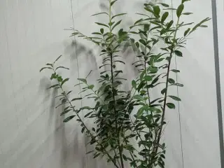 60 stk. Cherry laurel Prunus laurocerasus 'Novita' 175-200 cm.