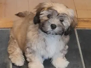 Hava-Apso
