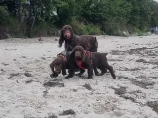 Field Spaniel hvalpe