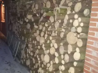 Træ sælges 
