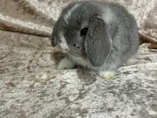 Mini lop