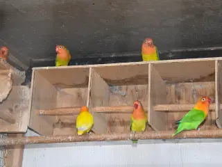 Rødhovedet Dværgpapegøjer sælges