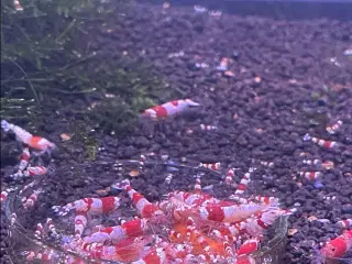 Akvarie reje, Red Crystal caridina rejer