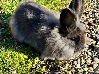 Søde kaninunger sælges