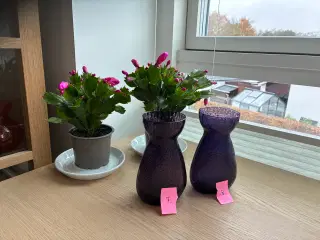 Hyacintglas  -  Gl. Holmegaard  -  2 stk. lilla