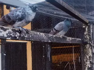 Landsby tromme due par 