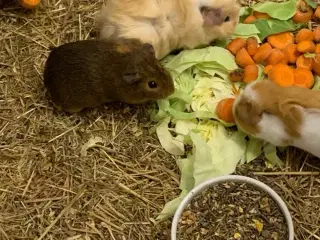 Hunmarsvin tamme og søde